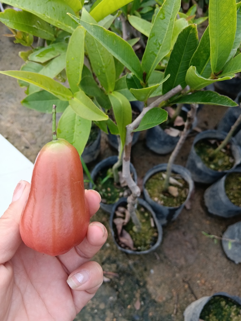 正品黑金刚莲雾果苗