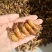 金蝉.白蝉2025新货，每年4月产新