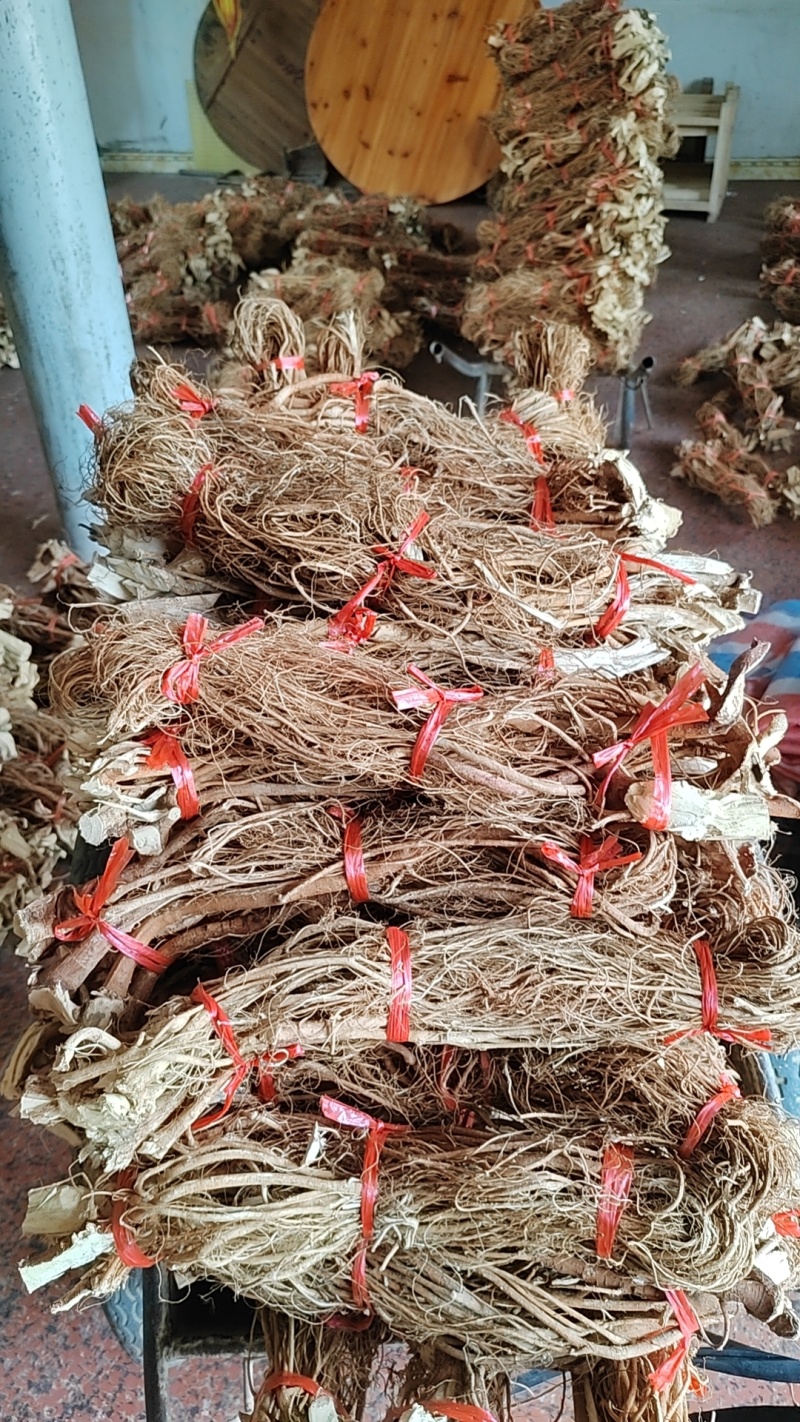 广西五指毛桃