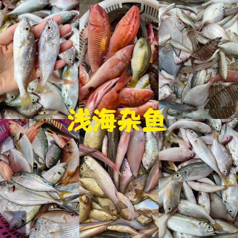 南海小网杂鱼，三去真空，无冰衣，