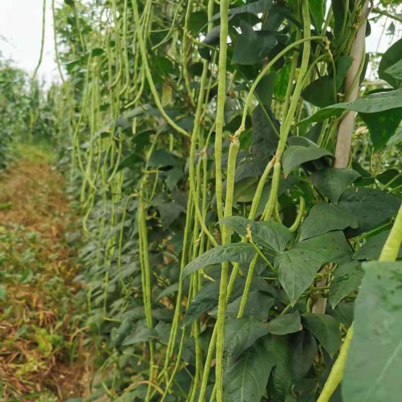农宝888长豇豆种子高产抗病白籽菜白花翠绿厚肉春夏秋播种
