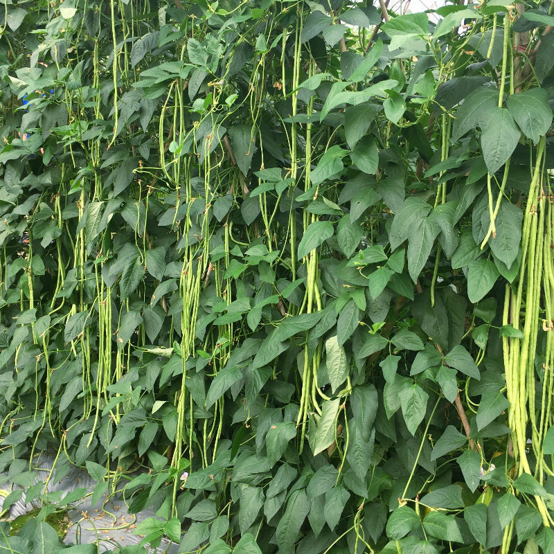 农宝888长豇豆种子高产抗病白籽菜白花翠绿厚肉春夏秋播种