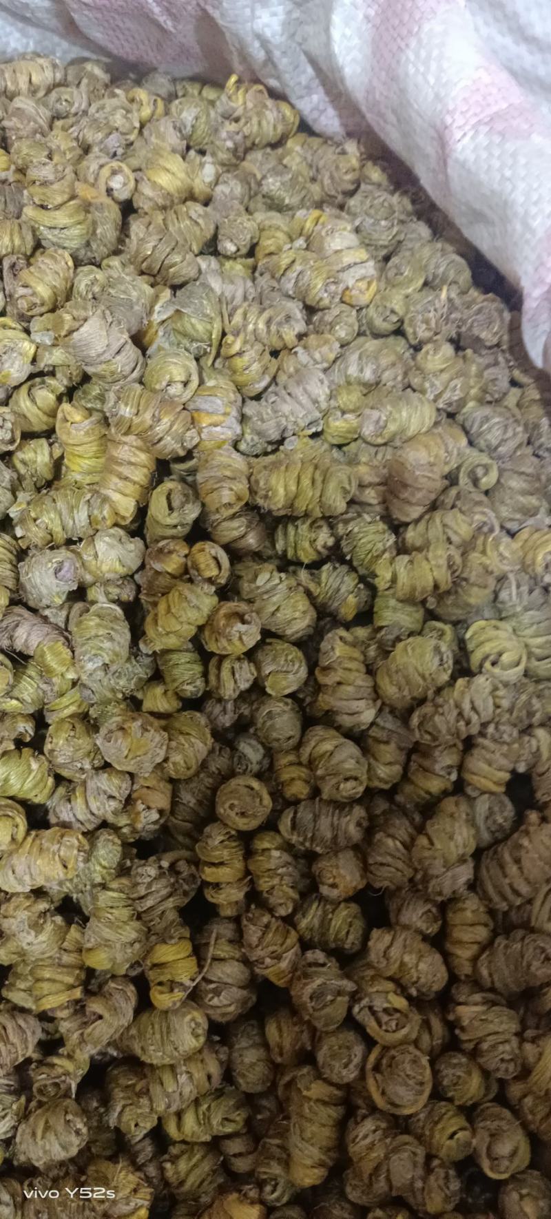石斛铁皮石斛和紫皮石斛枫斗一手货源实体加平台质量有保证