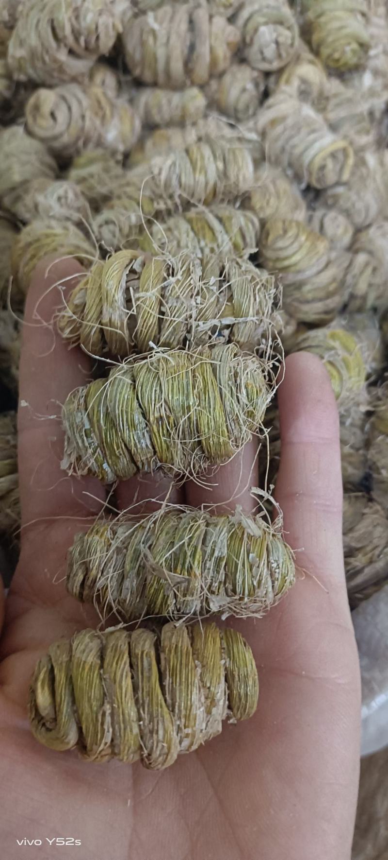石斛铁皮石斛和紫皮石斛枫斗一手货源实体加平台质量有保证