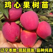 耐寒鸡心果树苗品种纯真基地现起现发货成活率高