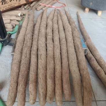 正宗铁棍山药公司（非冷库更放心）100cm10斤精美礼盒