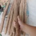 正宗铁棍山药公司（非冷库更放心）100cm10斤精美礼盒