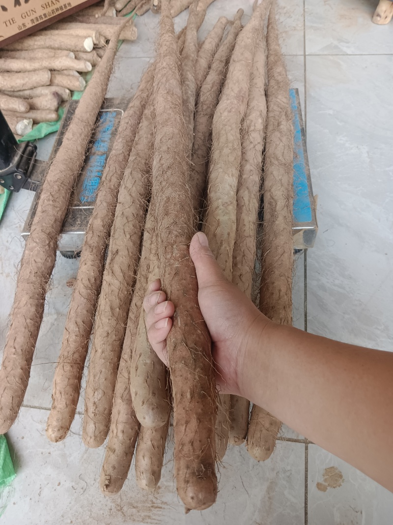 正宗铁棍山药公司（非冷库更放心）100cm10斤精美礼盒