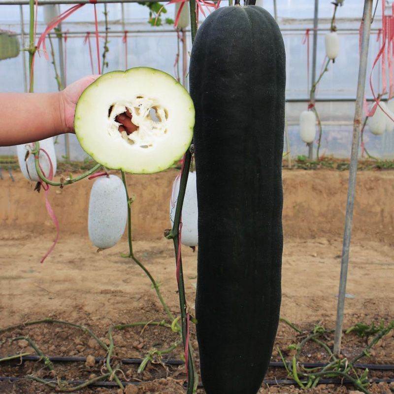 广东黑皮冬瓜种子高产特大巨型黑皮冬瓜菜东瓜种籽大冬瓜蔬菜
