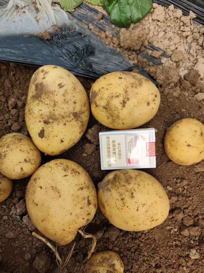 土豆精选荷兰十五，希森6号，V7土豆，黄皮黄心，视频看货
