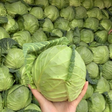 韩绿松甘甘蓝种子抗病耐寒包心菜卷心菜包菜种子四季播