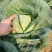 进口绿王甘蓝种子耐热菜子包菜卷心菜高产蔬菜种籽包心菜