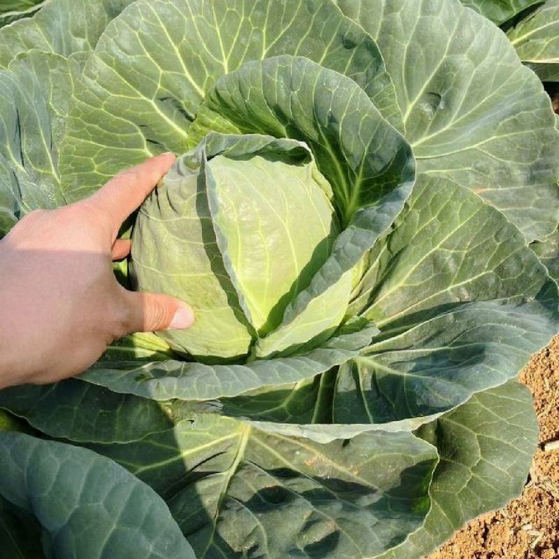 进口绿王甘蓝种子耐热菜子包菜卷心菜高产蔬菜种籽包心菜
