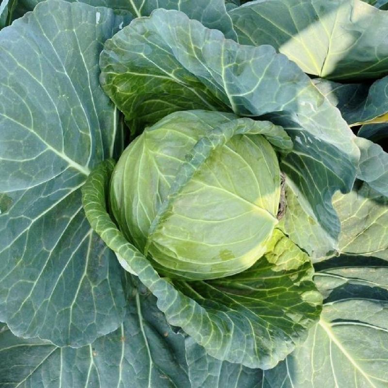 进口绿王甘蓝种子耐热菜子包菜卷心菜高产蔬菜种籽包心菜