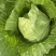 进口绿王甘蓝种子耐热菜子包菜卷心菜高产蔬菜种籽包心菜