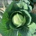 进口绿王甘蓝种子耐热菜子包菜卷心菜高产蔬菜种籽包心菜