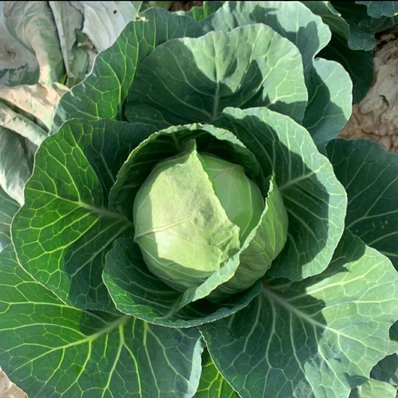 进口绿王甘蓝种子耐热菜子包菜卷心菜高产蔬菜种籽包心菜