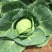 进口绿王甘蓝种子耐热菜子包菜卷心菜高产蔬菜种籽包心菜