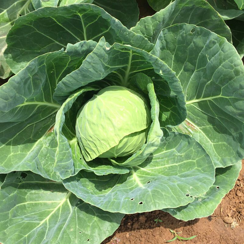 进口绿王甘蓝种子耐热菜子包菜卷心菜高产蔬菜种籽包心菜