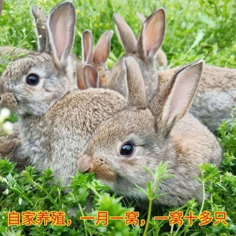 兔子活体肉兔苗小白兔比利时兔苗幼崽小兔子活物月月兔家养繁殖兔