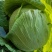 璐通抗病韩绿甘蓝种子耐热菜子包菜卷心菜高产蔬菜种籽包心菜