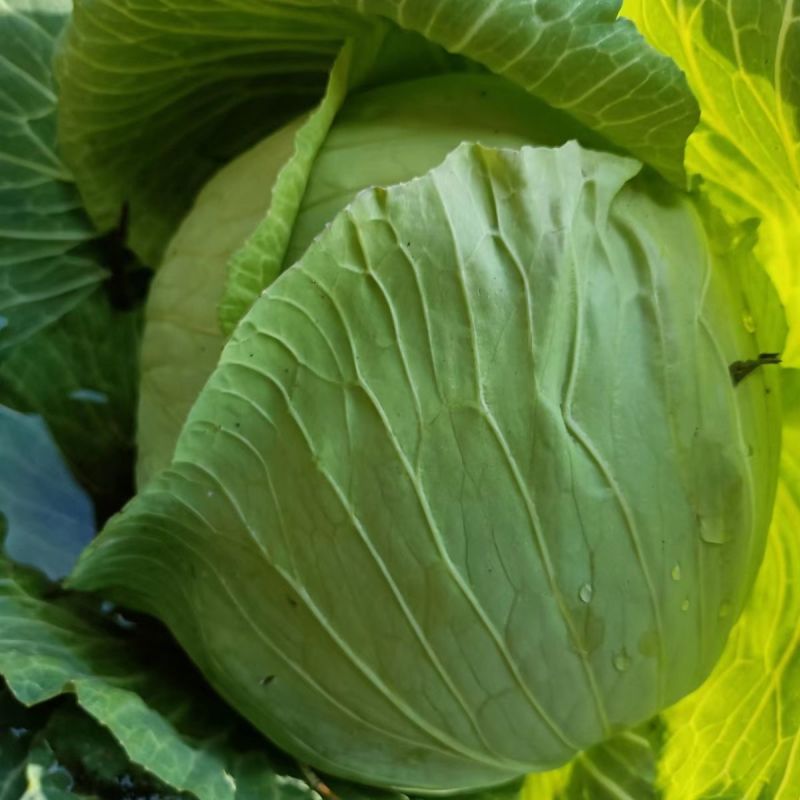 璐通抗病韩绿甘蓝种子耐热菜子包菜卷心菜高产蔬菜种籽包心菜