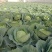 璐通抗病韩绿甘蓝种子耐热菜子包菜卷心菜高产蔬菜种籽包心菜