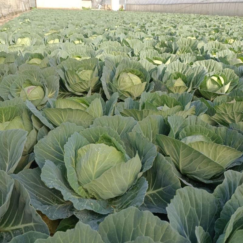 璐通抗病韩绿甘蓝种子耐热菜子包菜卷心菜高产蔬菜种籽包心菜