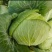 璐通抗病韩绿甘蓝种子耐热菜子包菜卷心菜高产蔬菜种籽包心菜