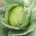 璐通抗病韩绿甘蓝种子耐热菜子包菜卷心菜高产蔬菜种籽包心菜