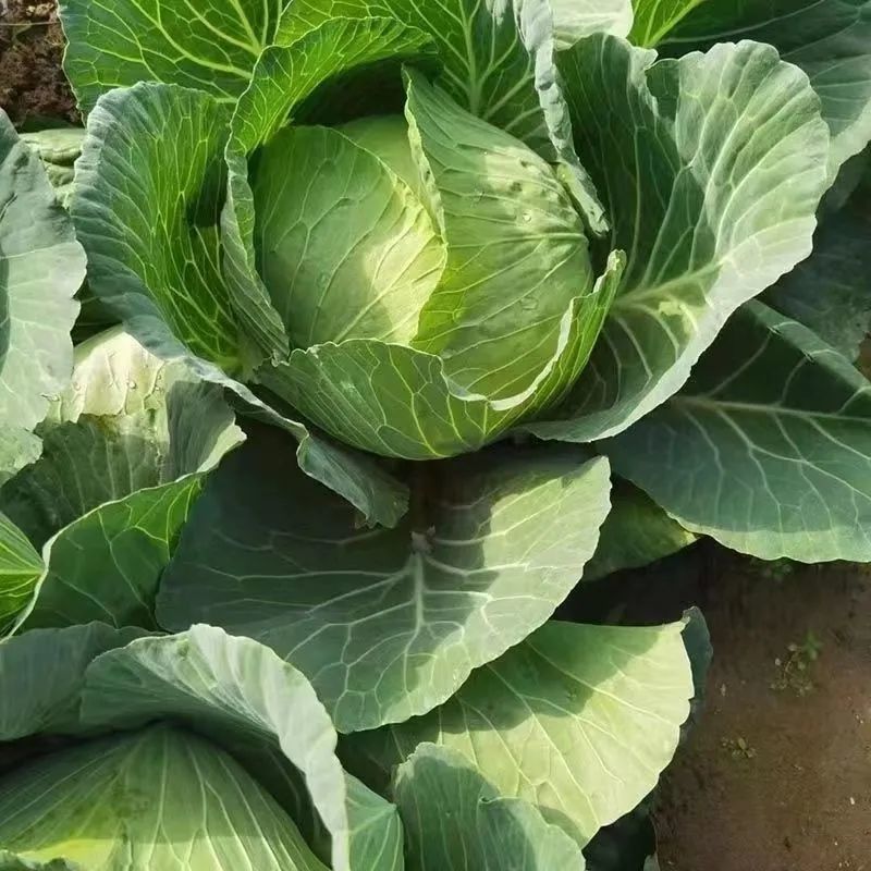 璐通抗病韩绿甘蓝种子耐热菜子包菜卷心菜高产蔬菜种籽包心菜