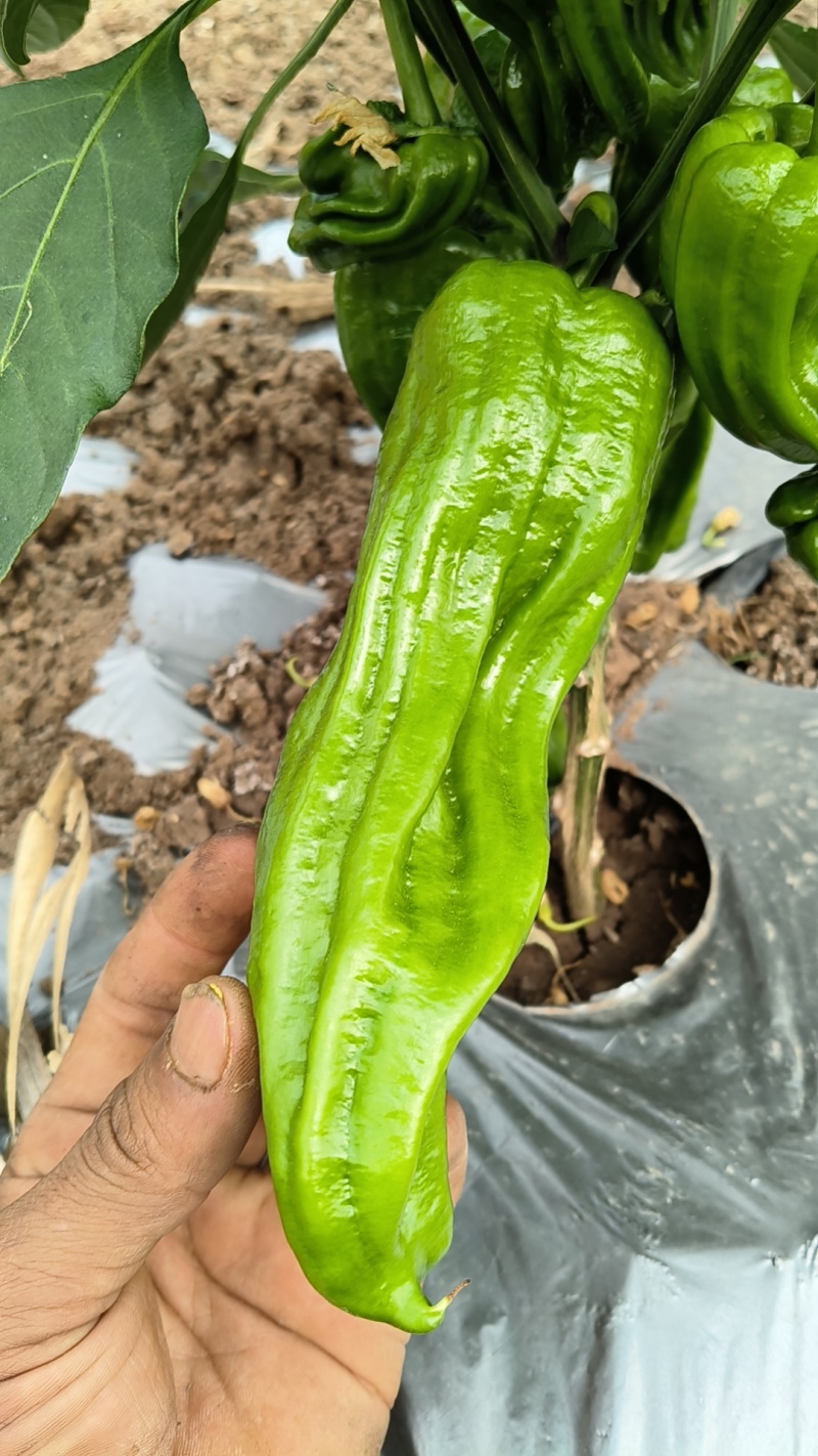 云南保山露天种植大青泡椒