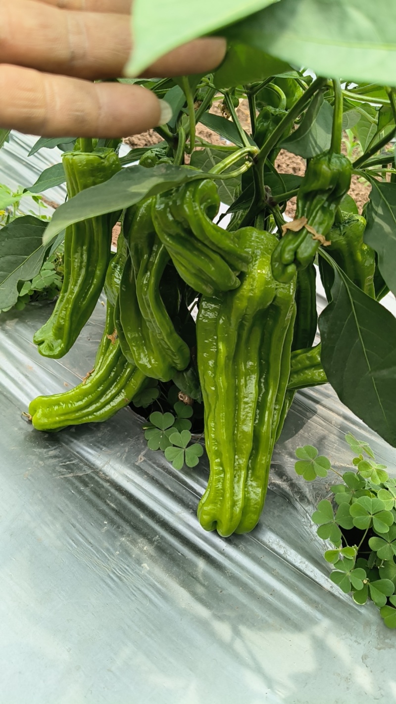 云南保山露天种植大青泡椒
