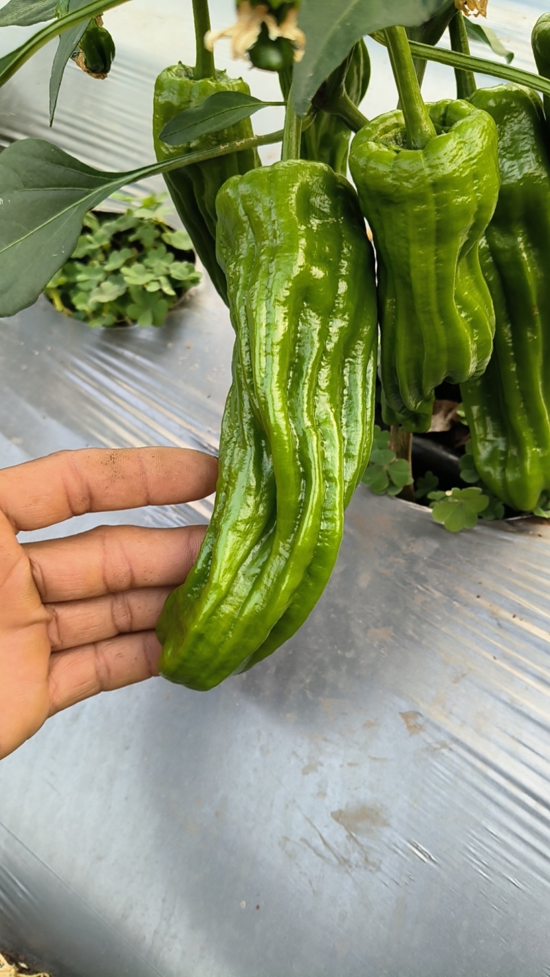云南保山露天种植大青泡椒