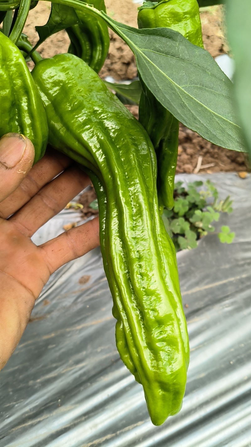 云南保山露天种植大青泡椒