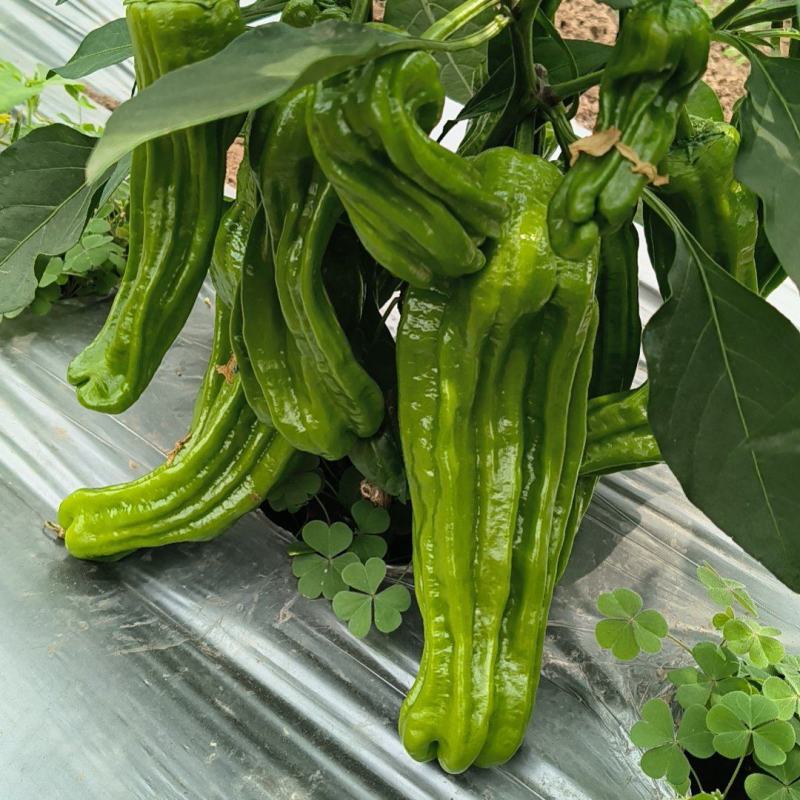 云南保山露天种植大青泡椒