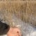 绵槐苗