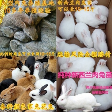 兔子活体肉兔苗小白兔比利时兔苗幼崽小兔子活物月月兔家养繁殖兔