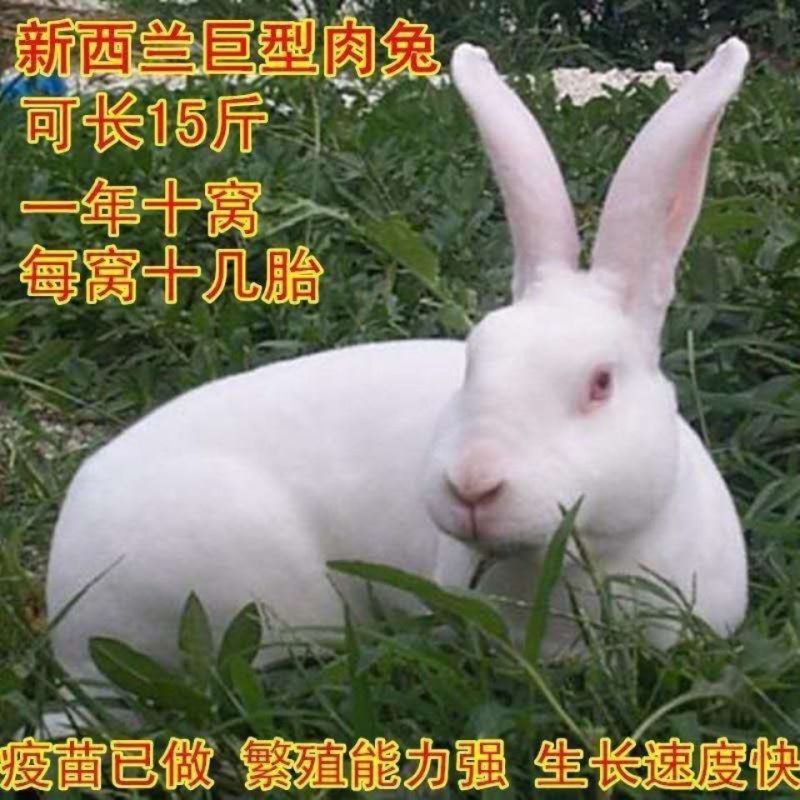 兔子活体肉兔苗小白兔比利时兔苗幼崽小兔子活物月月兔家养繁殖兔