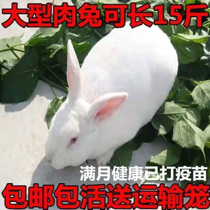 兔子活体肉兔苗小白兔比利时兔苗幼崽小兔子活物月月兔家养繁殖兔