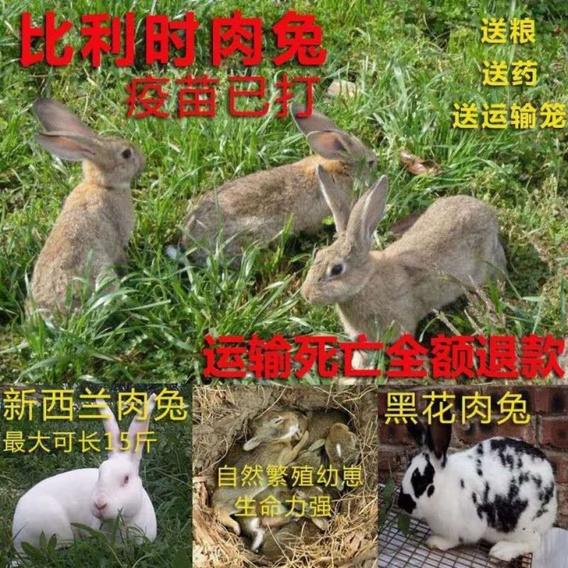 兔子活体肉兔苗小白兔比利时兔苗幼崽小兔子活物月月兔家养繁殖兔