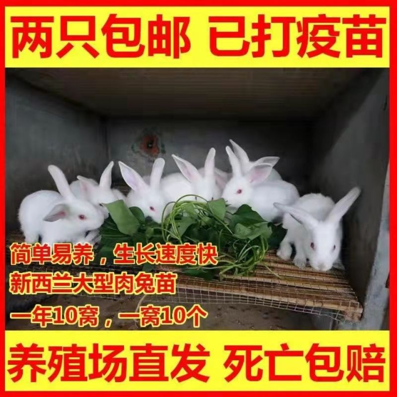 兔子活体肉兔苗小白兔比利时兔苗幼崽小兔子活物月月兔家养繁殖兔