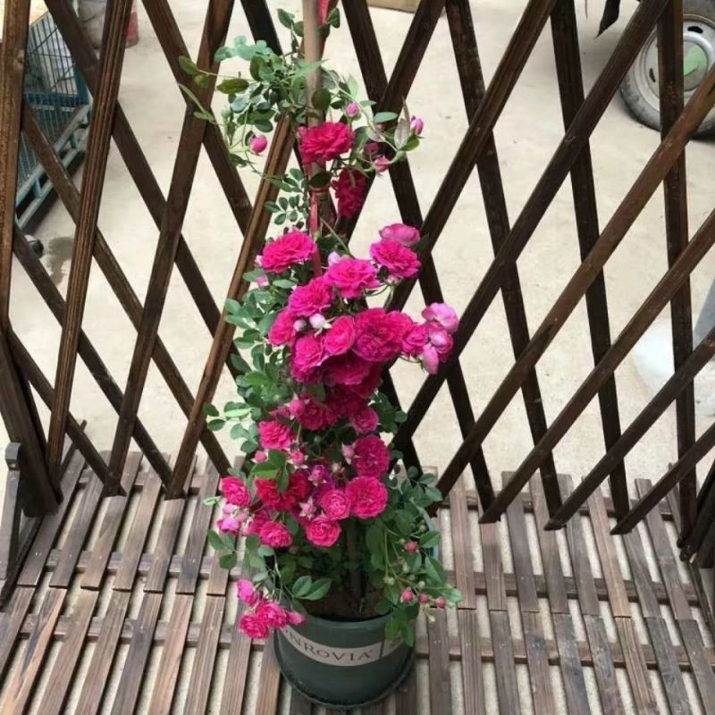 木香花苗【又称木香墙微，无刺墙微，爬藤植物】