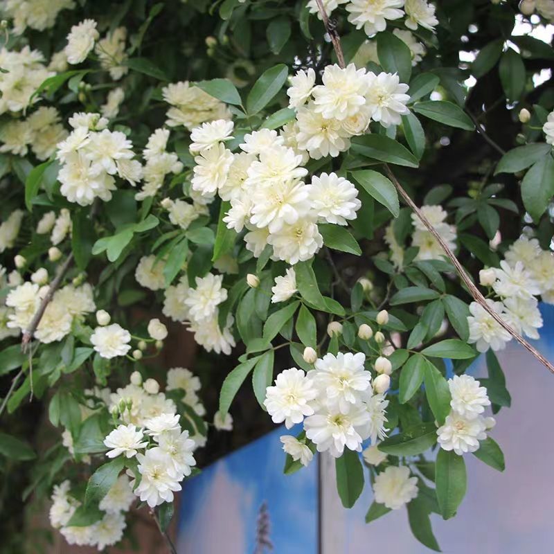 木香花苗【又称木香墙微，无刺墙微，爬藤植物】