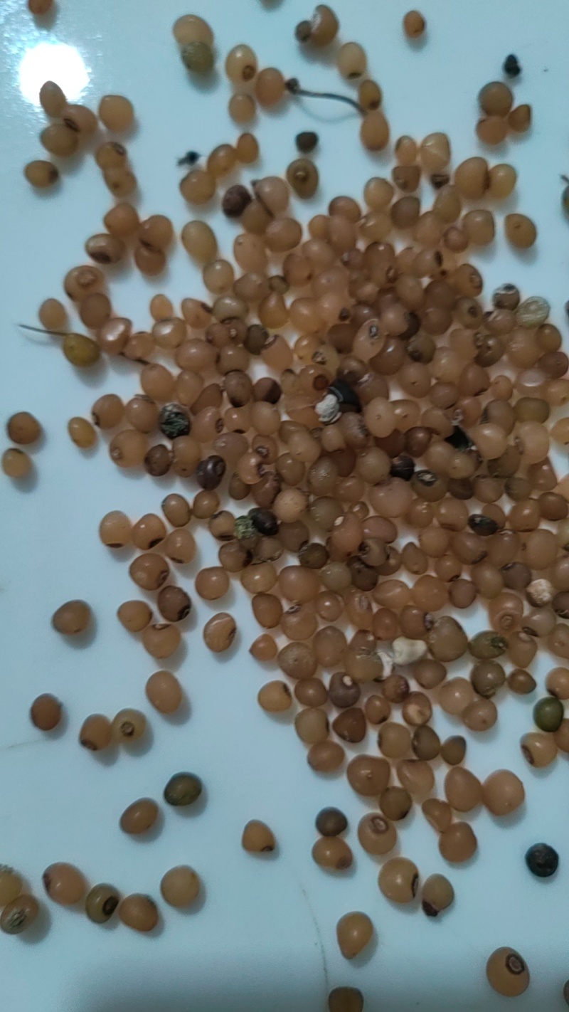 大别山甜黄精种子水洗黄精净种子黄精块茎种倒苗品种