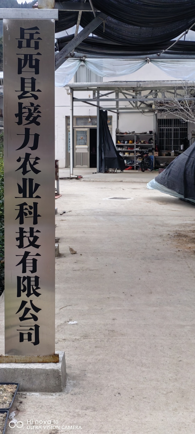 大别山甜黄精种子水洗黄精净种子黄精块茎种倒苗品种