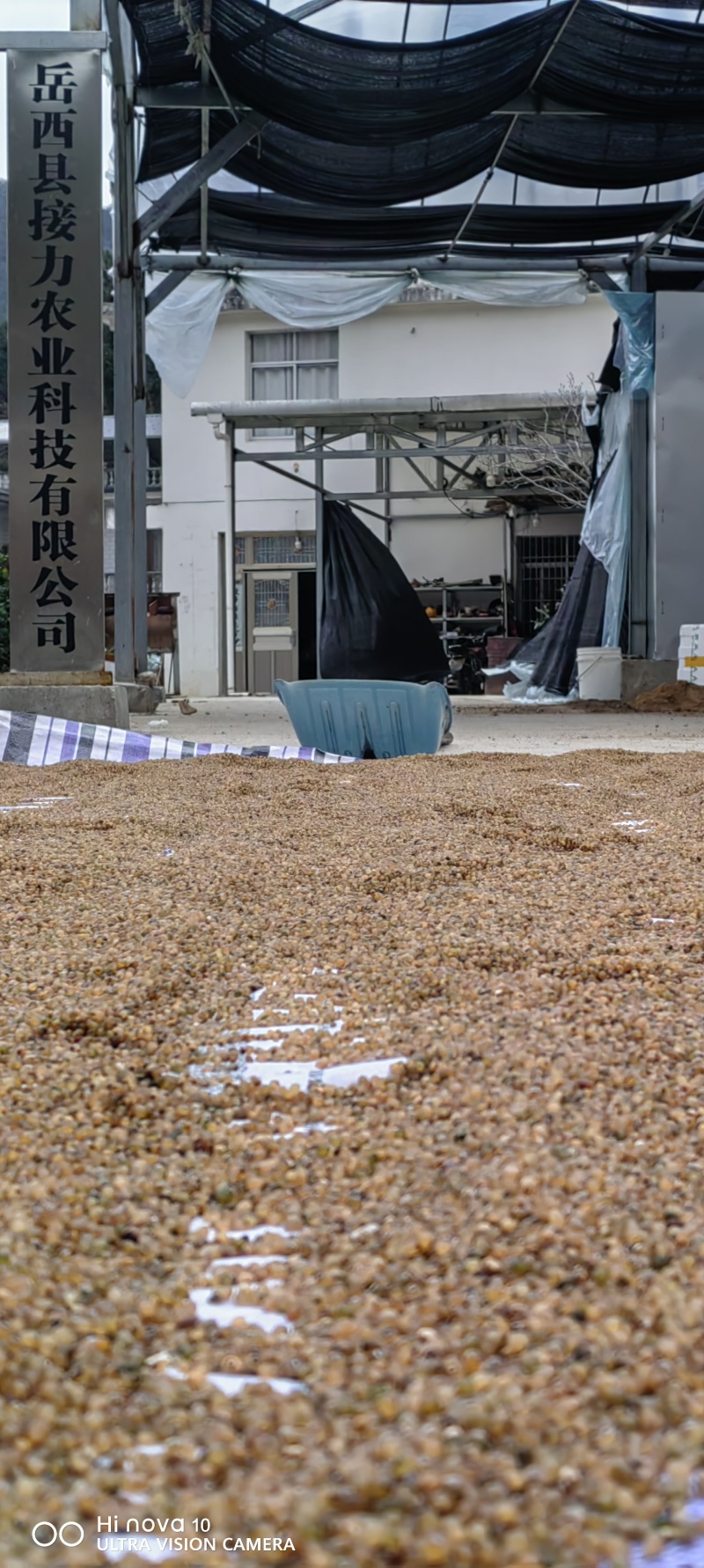 大别山甜黄精种子水洗黄精净种子黄精块茎种倒苗品种