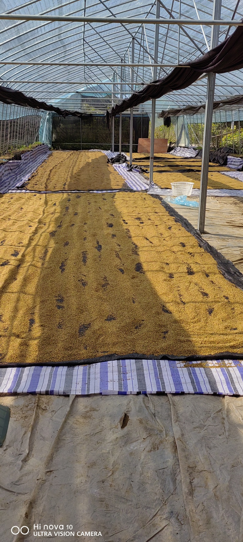 大别山甜黄精种子水洗黄精净种子黄精块茎种倒苗品种