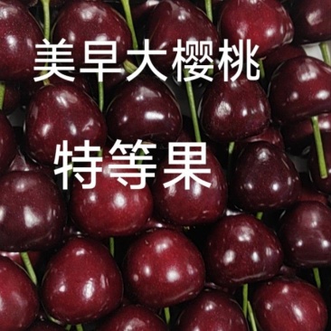 沙地草炭美早大樱桃