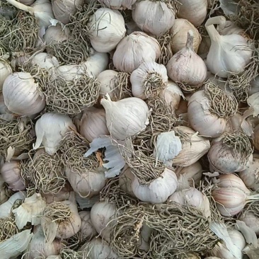 出售自家的紫皮大蒜栽子